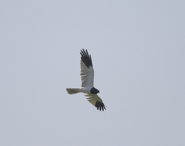 and there is always the chance of a handsome male Pied Harrier sailing overhead.
